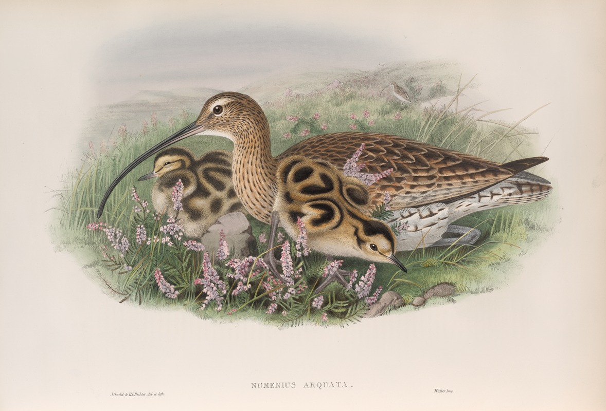 Numenius arquata. Curlew. by John Gould, 1862-1873 — digital art print download