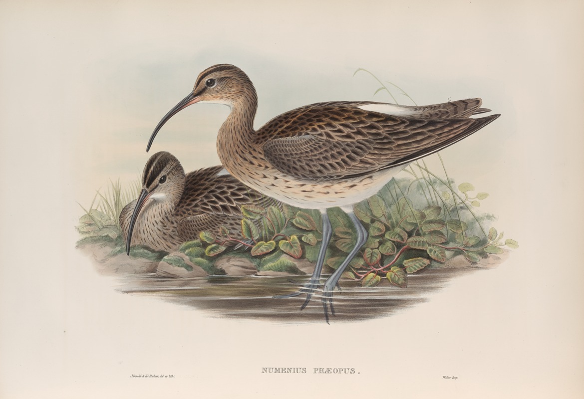 Numenius phæopus. Whimbrel. by John Gould, 1862-1873 — digital art print download