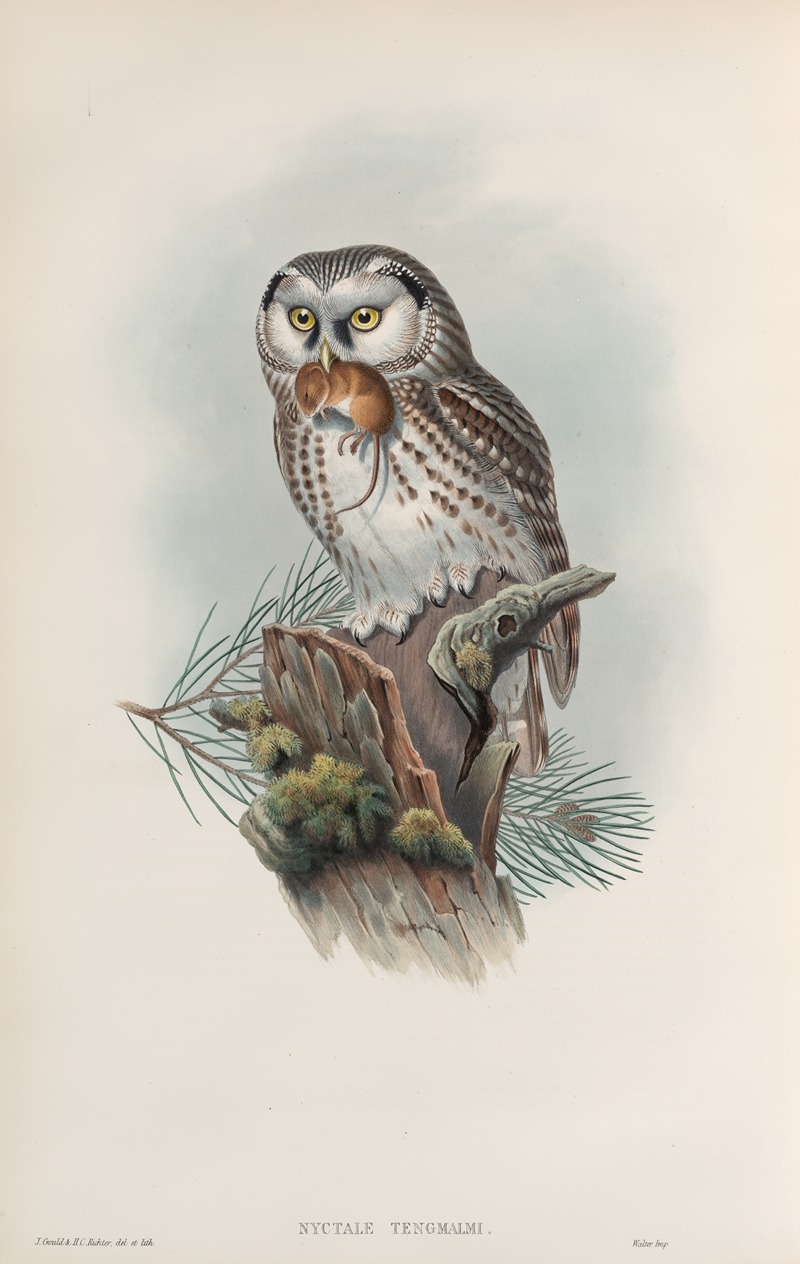 Nyctale tengmalmi. Tengmalm's Owl. — John Gould