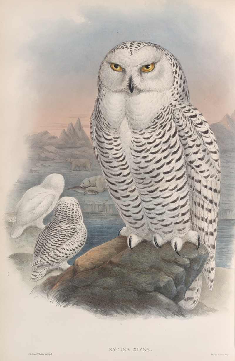 Nyctea nivea. Snowy Owl. by John Gould, 1862-1873 — digital art print download