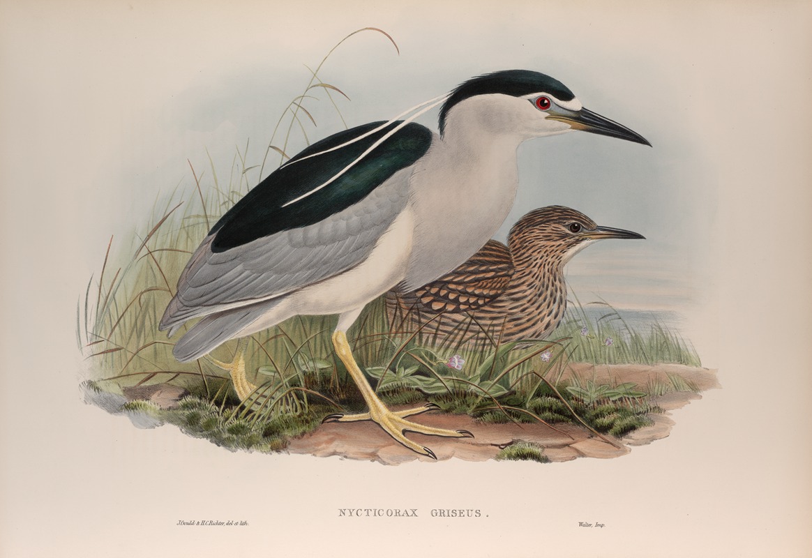 Nycticorax griseus. Night-Heron. by John Gould, 1862-1873 — digital art print download