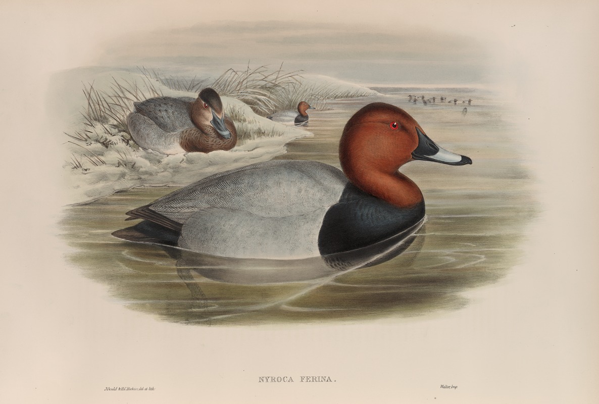 Nyroca ferina. Pochard. by John Gould, 1862-1873 — digital art print download