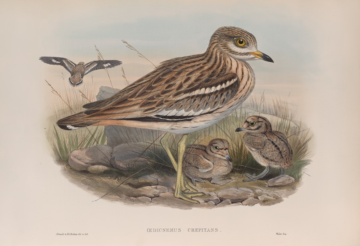 Oedicnemus crepitans. by John Gould, 1862-1873 — digital art print download