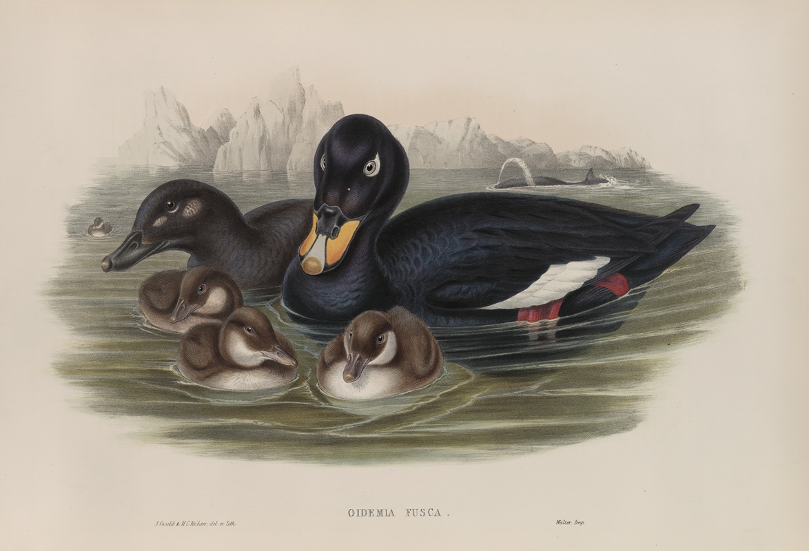 Oidemia fusca. Velvet Scoter. — John Gould