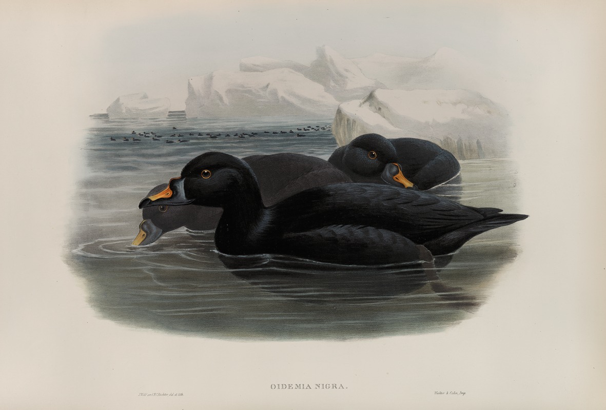 Oidemia nigra. Scoter. by John Gould, 1862-1873 — digital art print download
