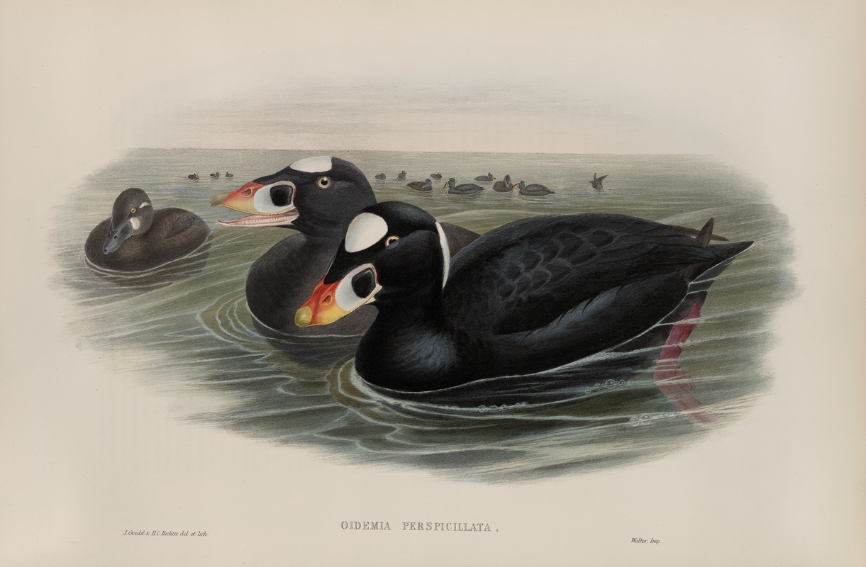 Oidemia perspicillata. Surf Scoter. by John Gould, 1862-1873 — digital art print download