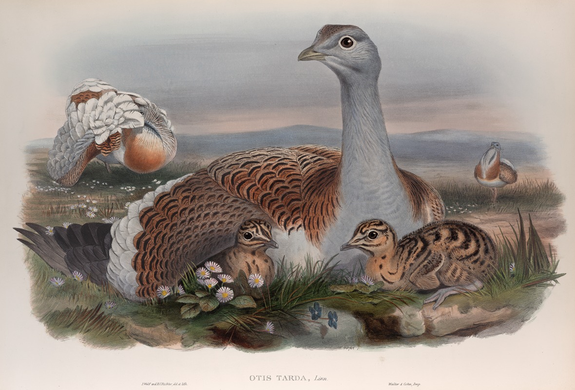 Otis tarda. Great Bustard. by John Gould, 1862-1873 — digital art print download
