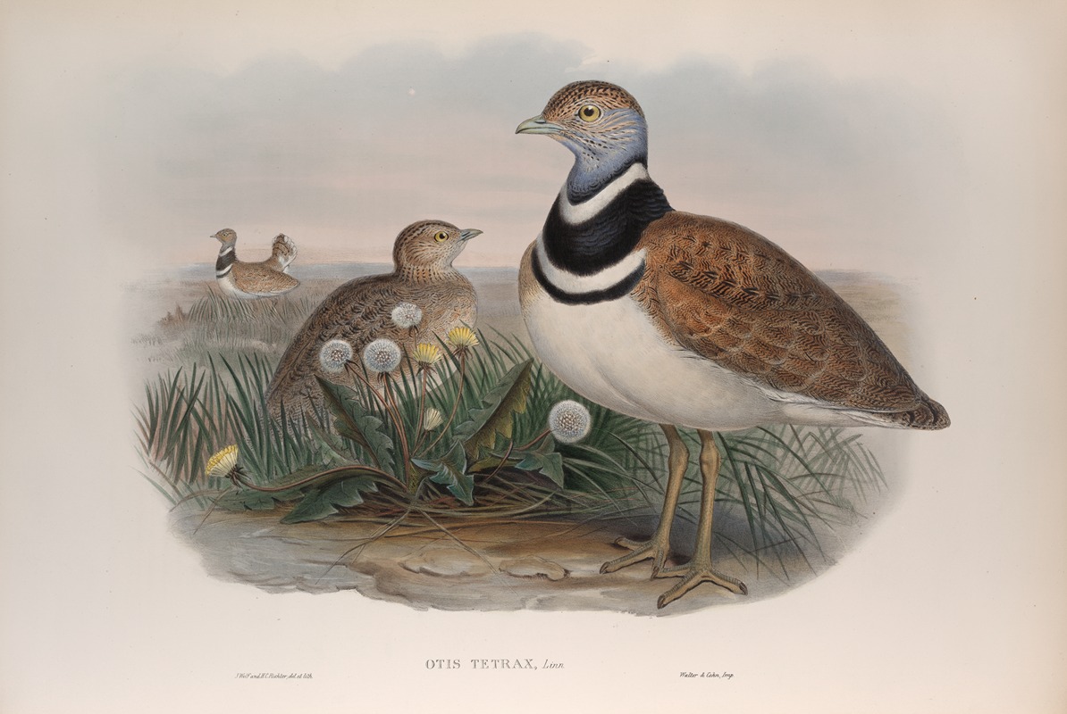 Otis tetrax. Little Bustard. by John Gould, 1862-1873 — digital art print download