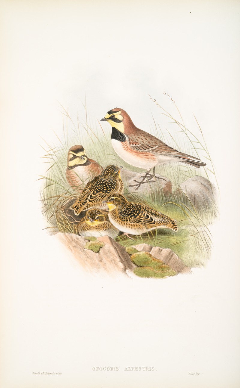 Otocoris alpestris. Shore-Lark. by John Gould, 1862-1873 — digital art print download