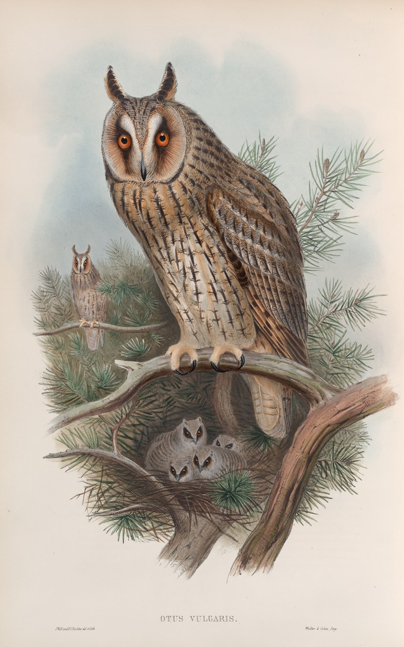Otus vulgris. Long-eared Owl. by John Gould, 1862-1873 — digital art print download