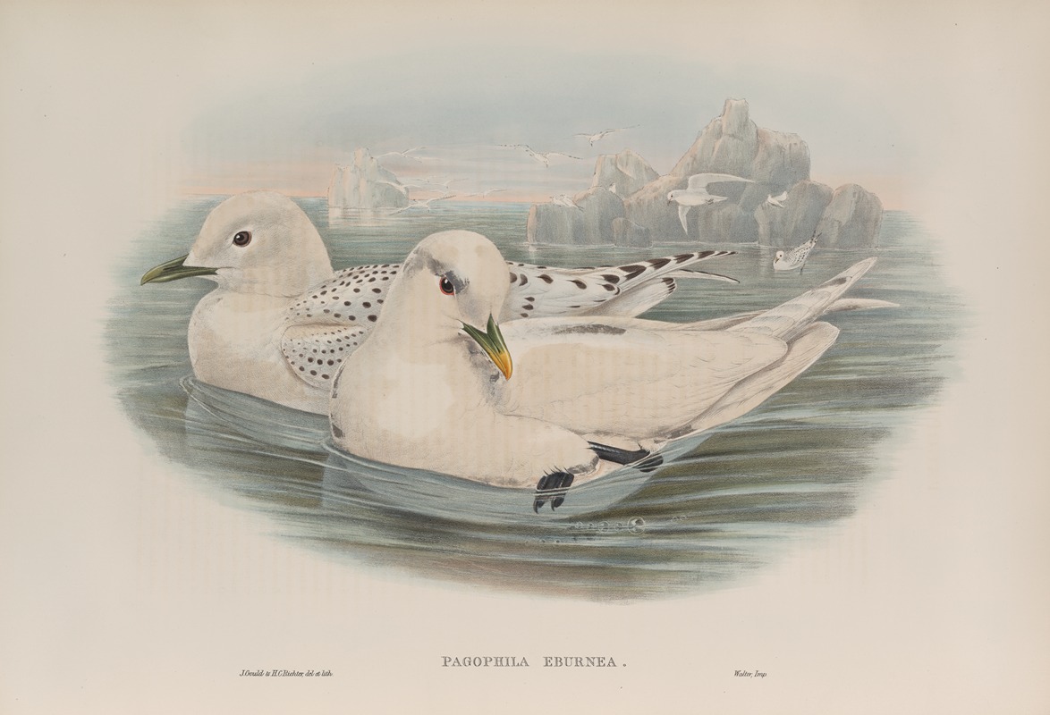 Pagophila eburnea. Ivory Gull. by John Gould, 1862-1873 — digital art print download