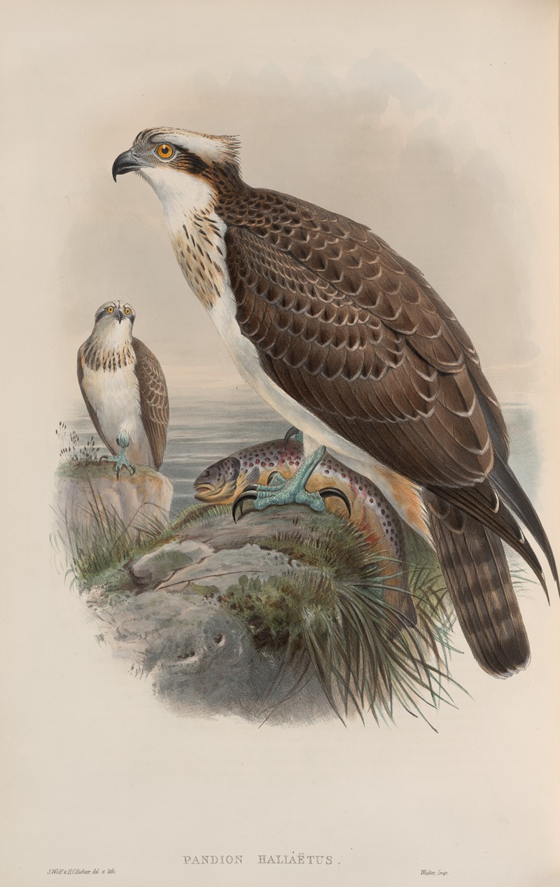 Pandion haliaëtus. Osprey by John Gould, 1862-1873 — digital art print download