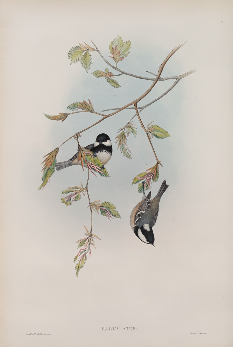 Parus ater. Coal Tit. by John Gould, 1862-1873 — digital art print download