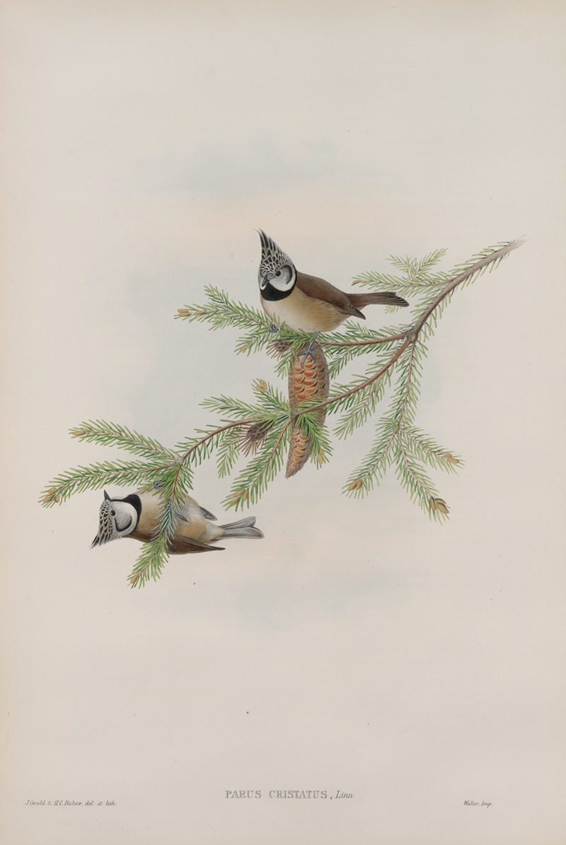 Parus cristatus. Crested Tit. by John Gould, 1862-1873 — digital art print download