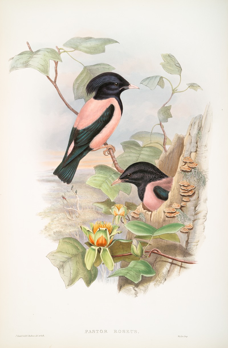 Pastor roseus. Rose-coloured Pastor. — John Gould