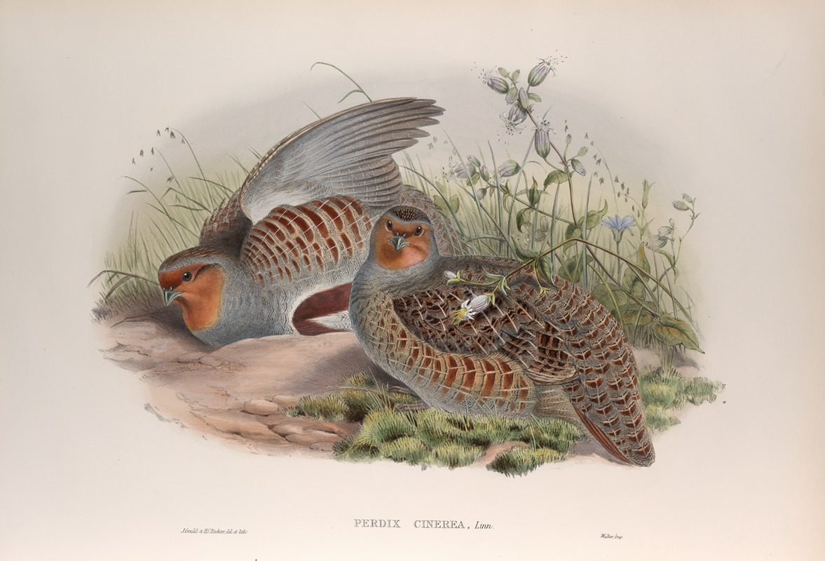 Perdix cinerea. Partridge. by John Gould, 1862-1873 — digital art print download