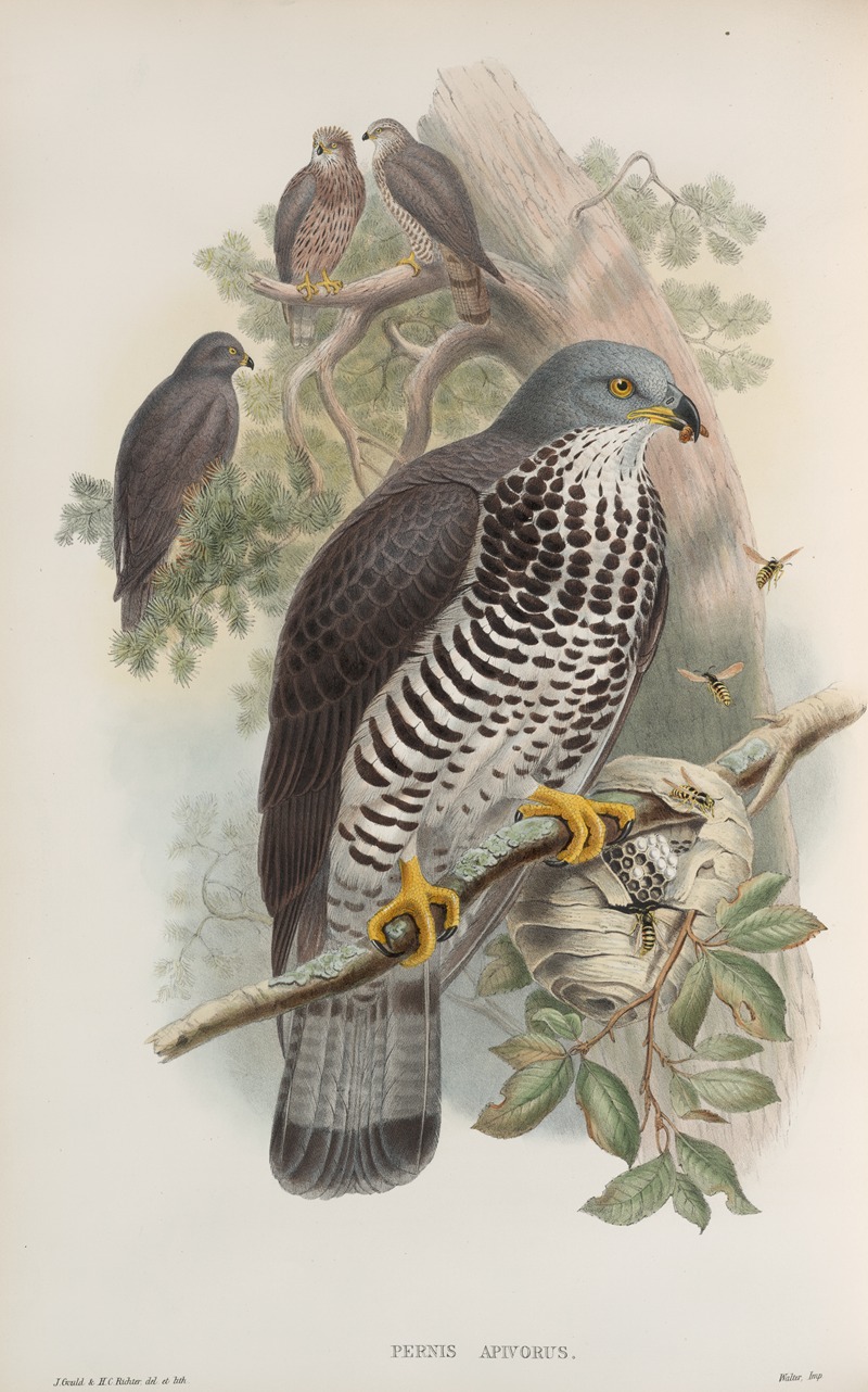 Pernis apivorus. Honey-Buzzard. by John Gould, 1862-1873 — digital art print download