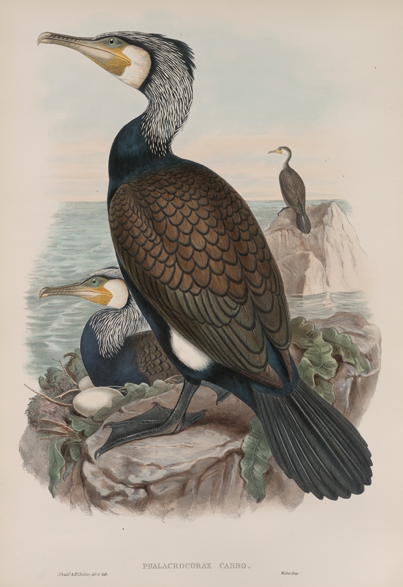 Phalacrocorax carbo. Cormorant. by John Gould, 1862-1873 — digital art print download
