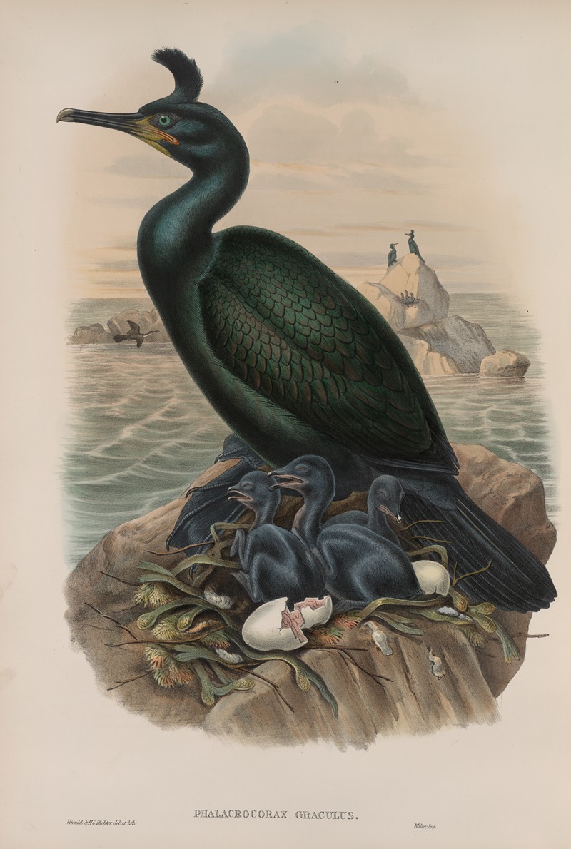 Phalacrocorax graculus. Crested Cormorant, or Shag. by John Gould, 1862-1873 — digital art print download