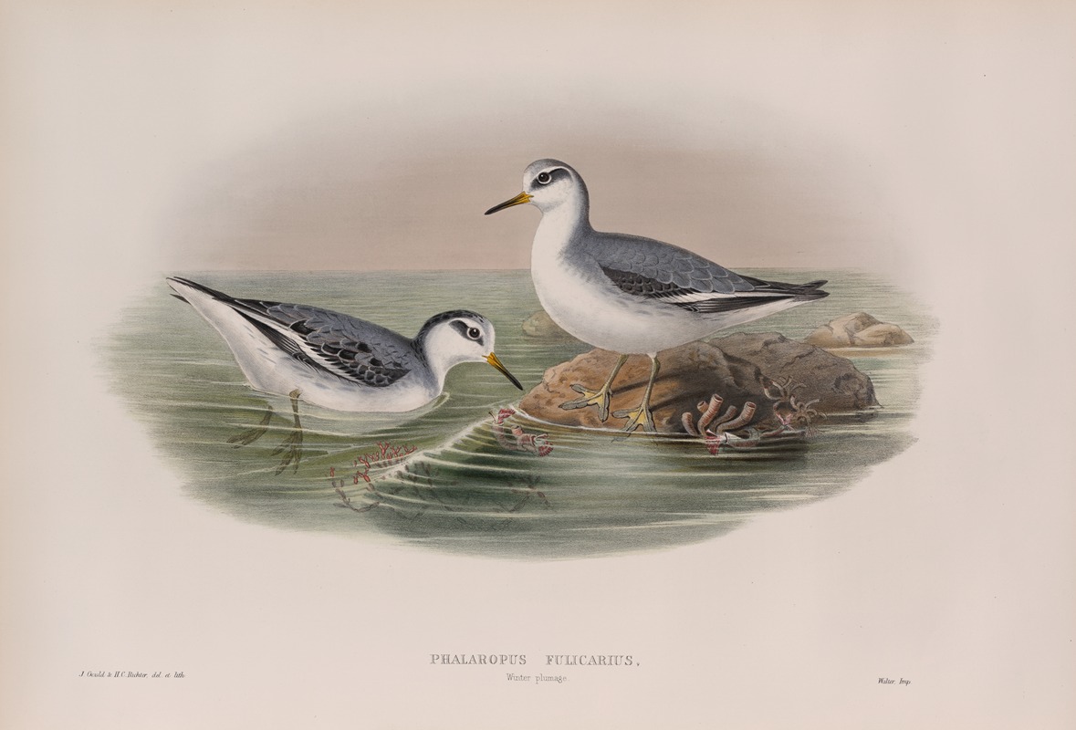 Phalaropus fulicarius. Winter plumage. Grey Phalarope (winter plumage). — John Gould