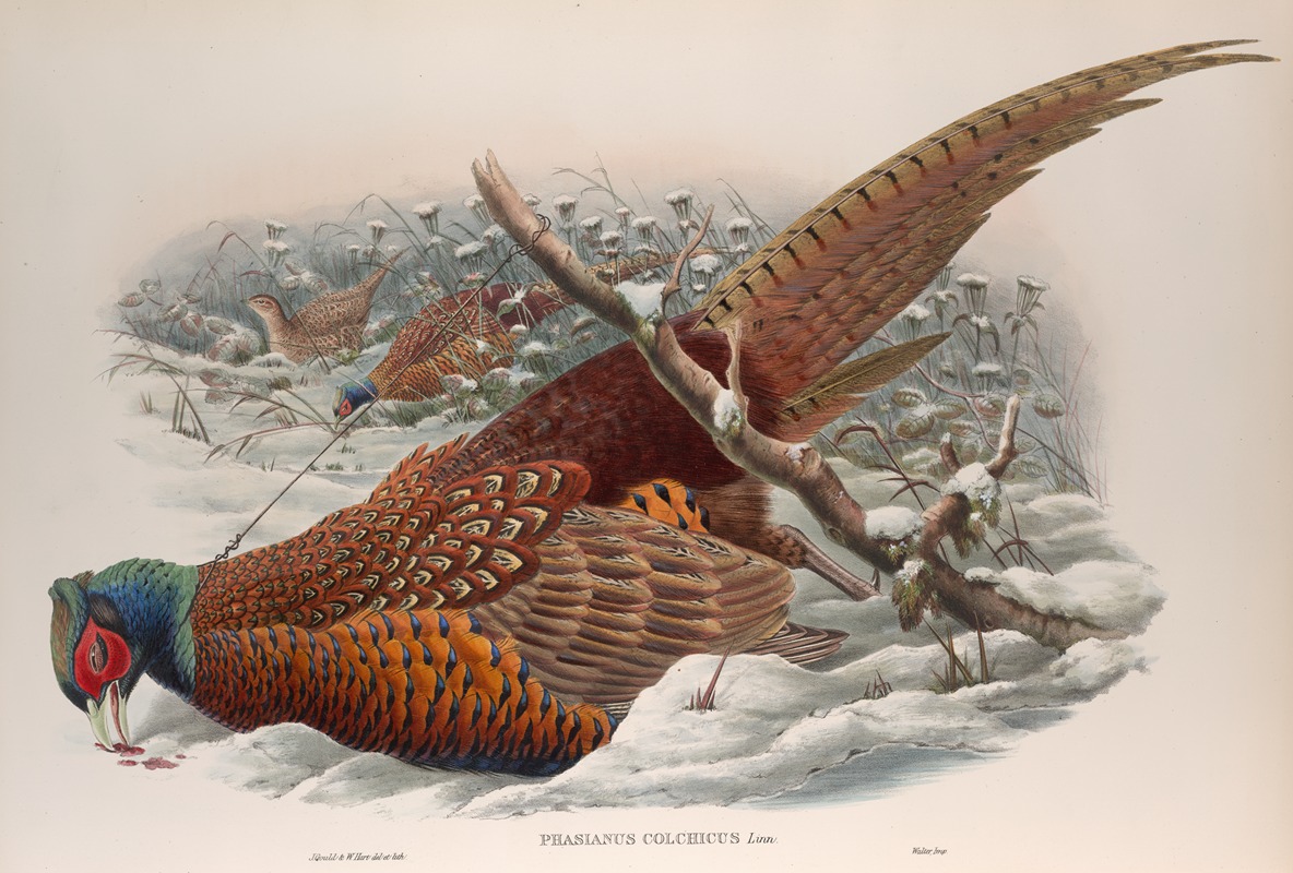 Phasianus colchicus. Common Pheasant. by John Gould, 1862-1873 — digital art print download