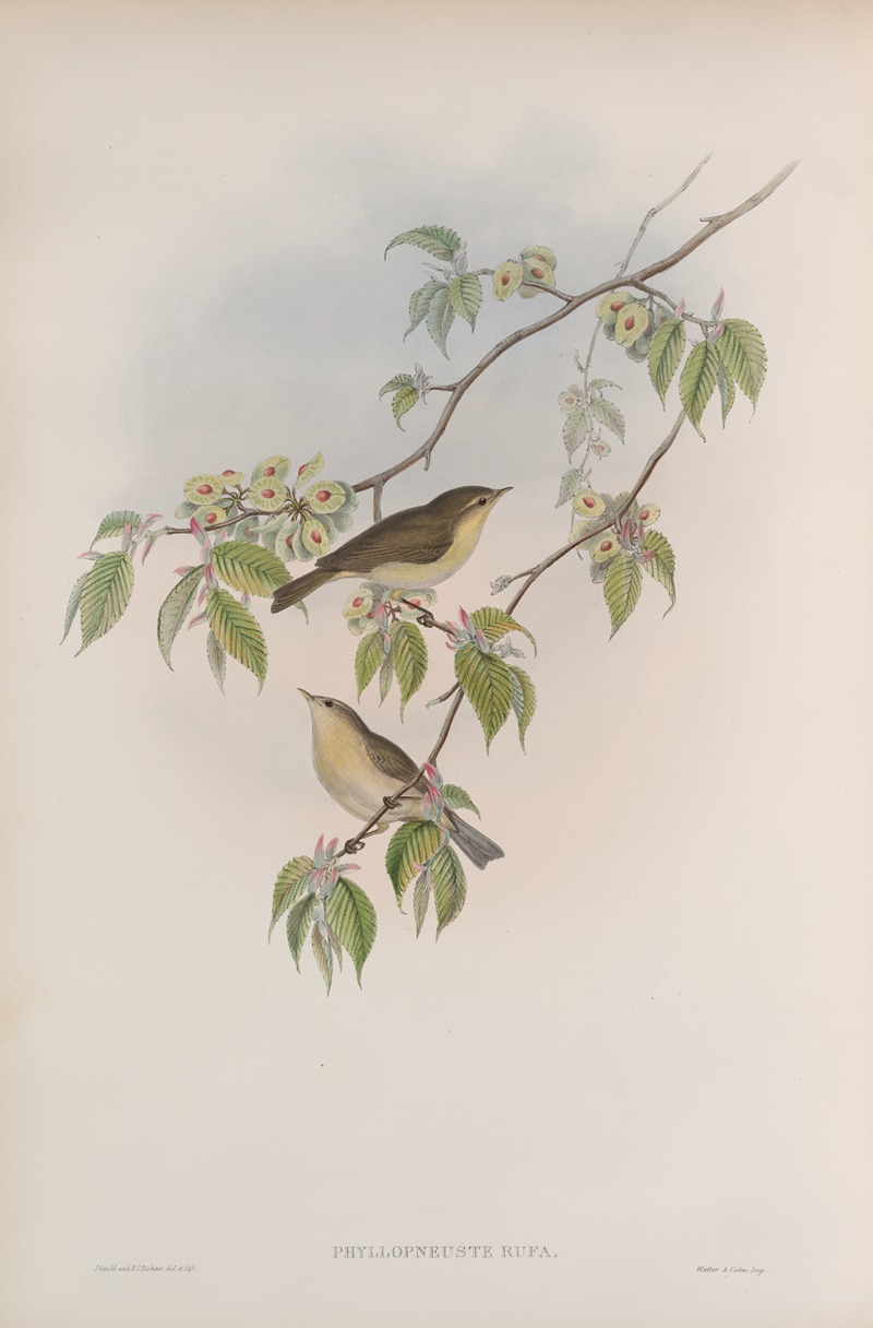 Phyllopneuste rufa. Chiff-chaff. by John Gould, 1862-1873 — digital art print download