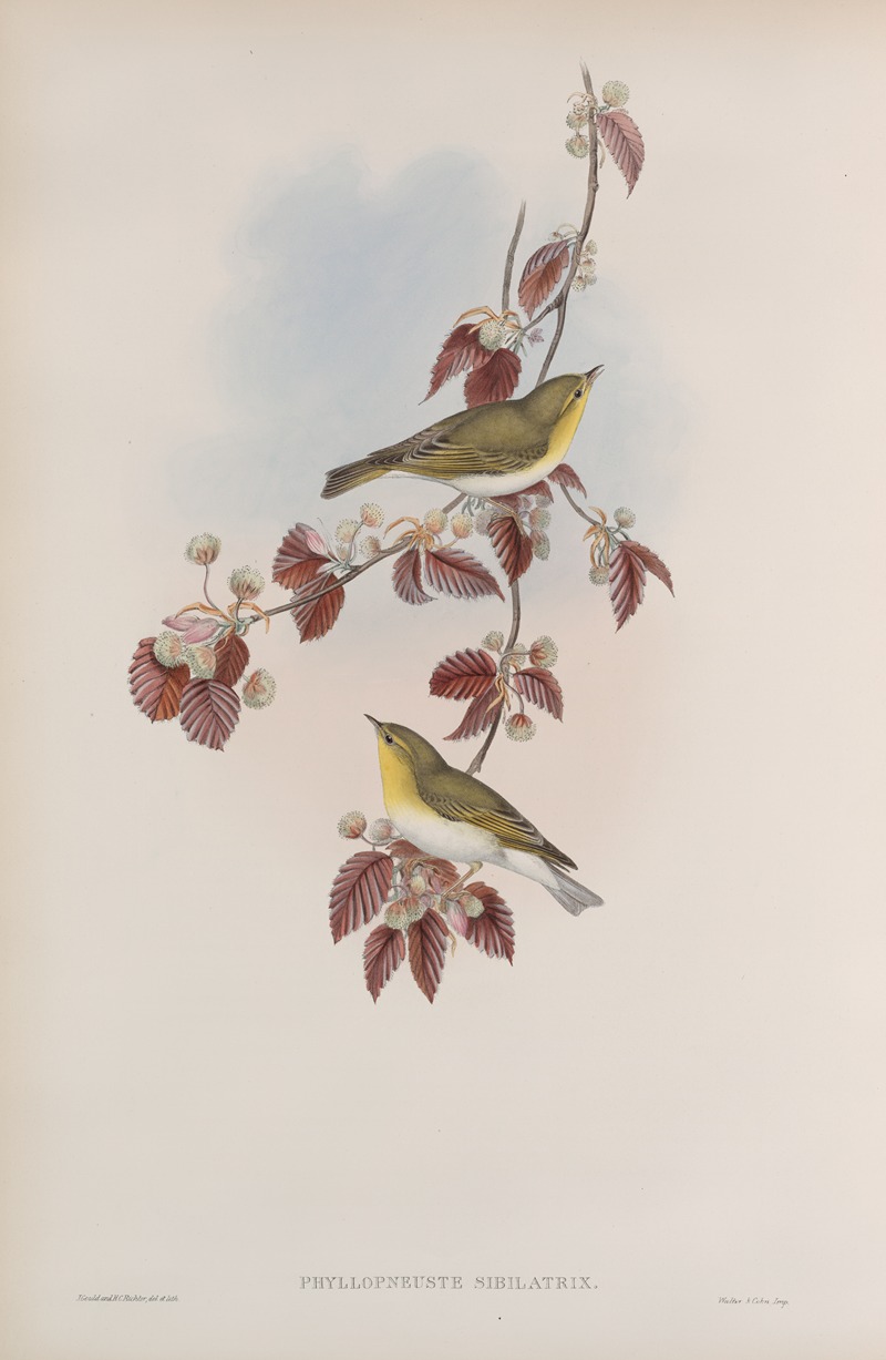 Phyllopneuste sibilatrix. Wood-Wren. — John Gould