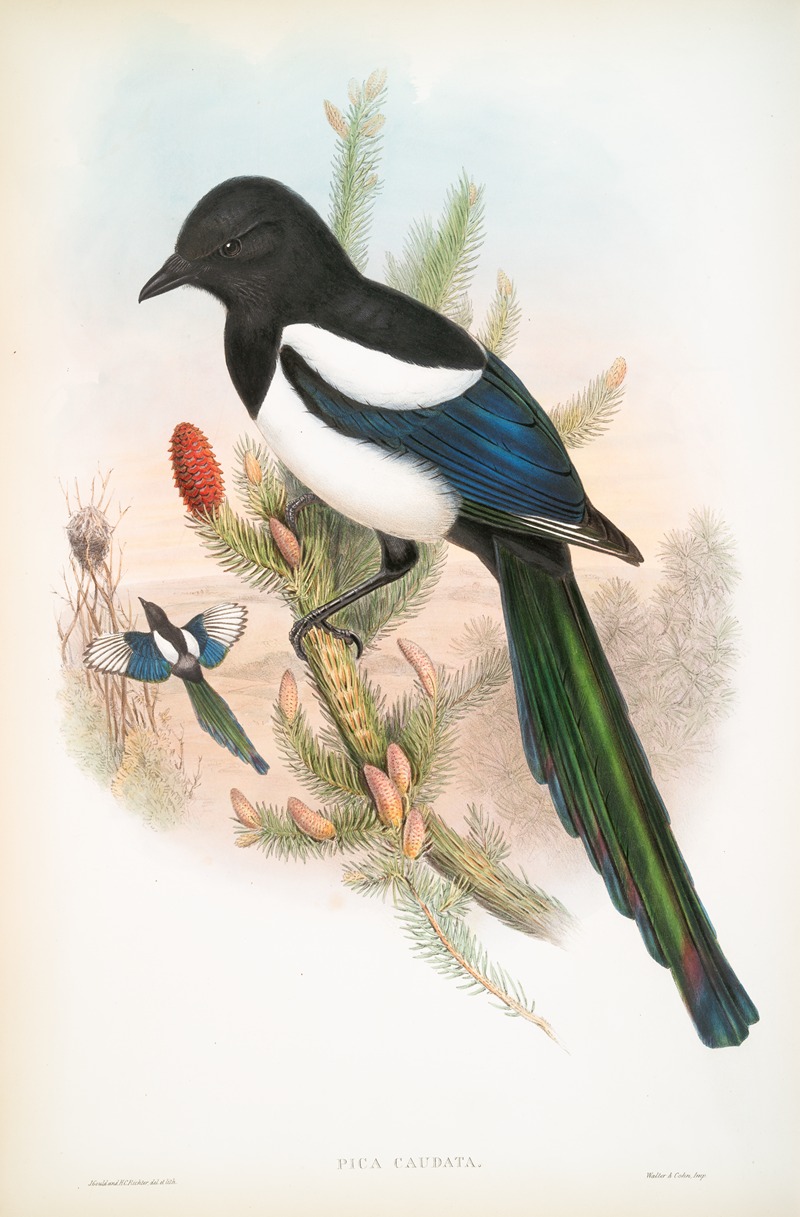 Pica caudata. Magpie. by John Gould, 1862-1873 — digital art print download