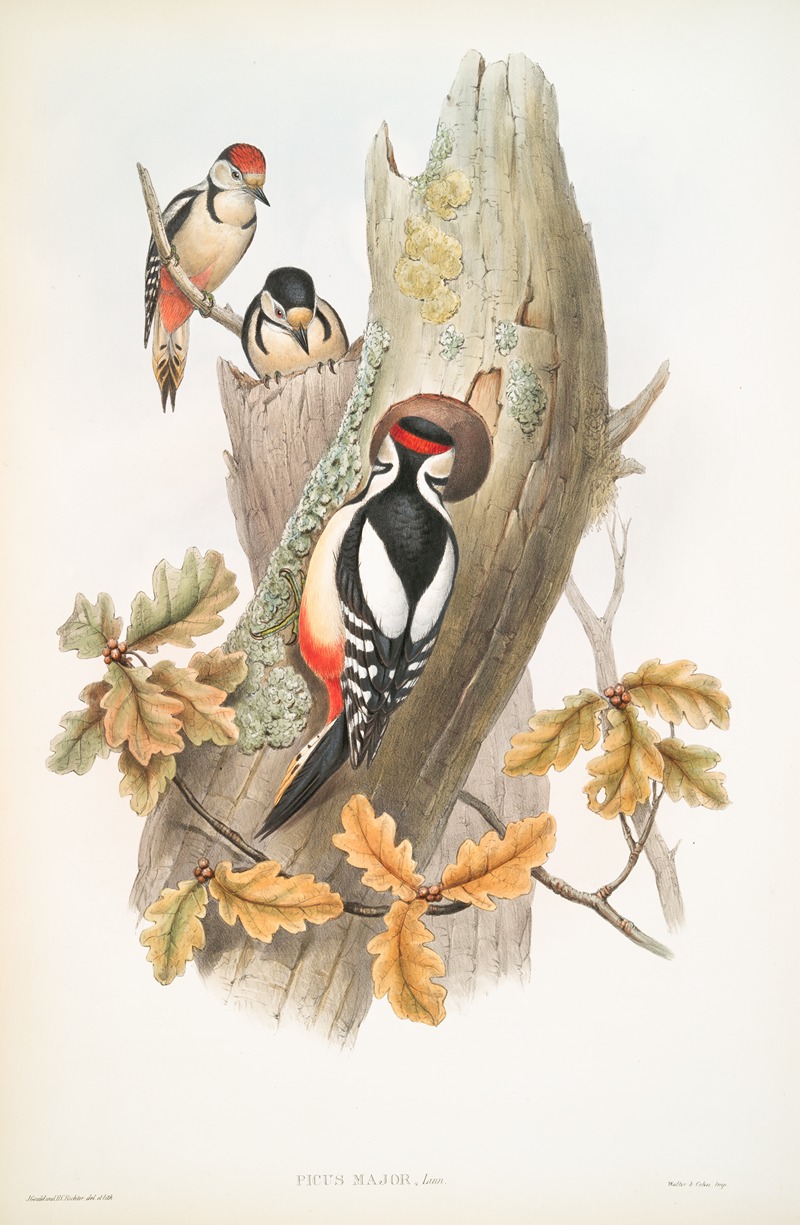 Picus major. Great Spotted Woodpecker. — John Gould