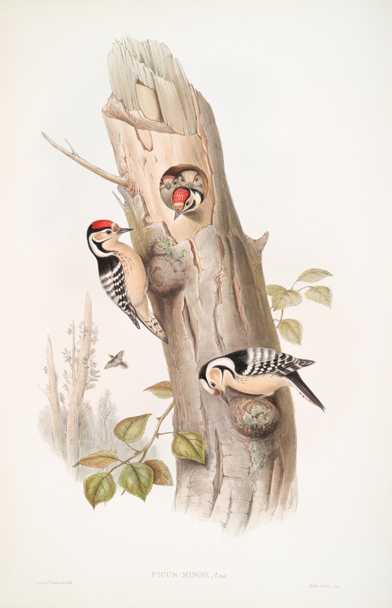 Picus minor. Lesser Spotted Woodpecker. — John Gould