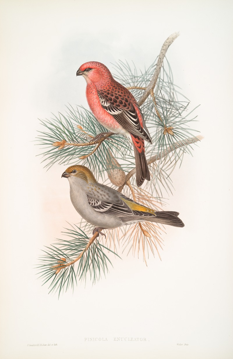 Pinicola enucleator. Pine-Grosbeak. by John Gould, 1862-1873 — digital art print download