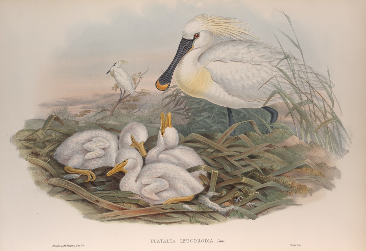 Platalea-leucorodia. Spoonbill. by John Gould, 1862-1873 — digital art print download