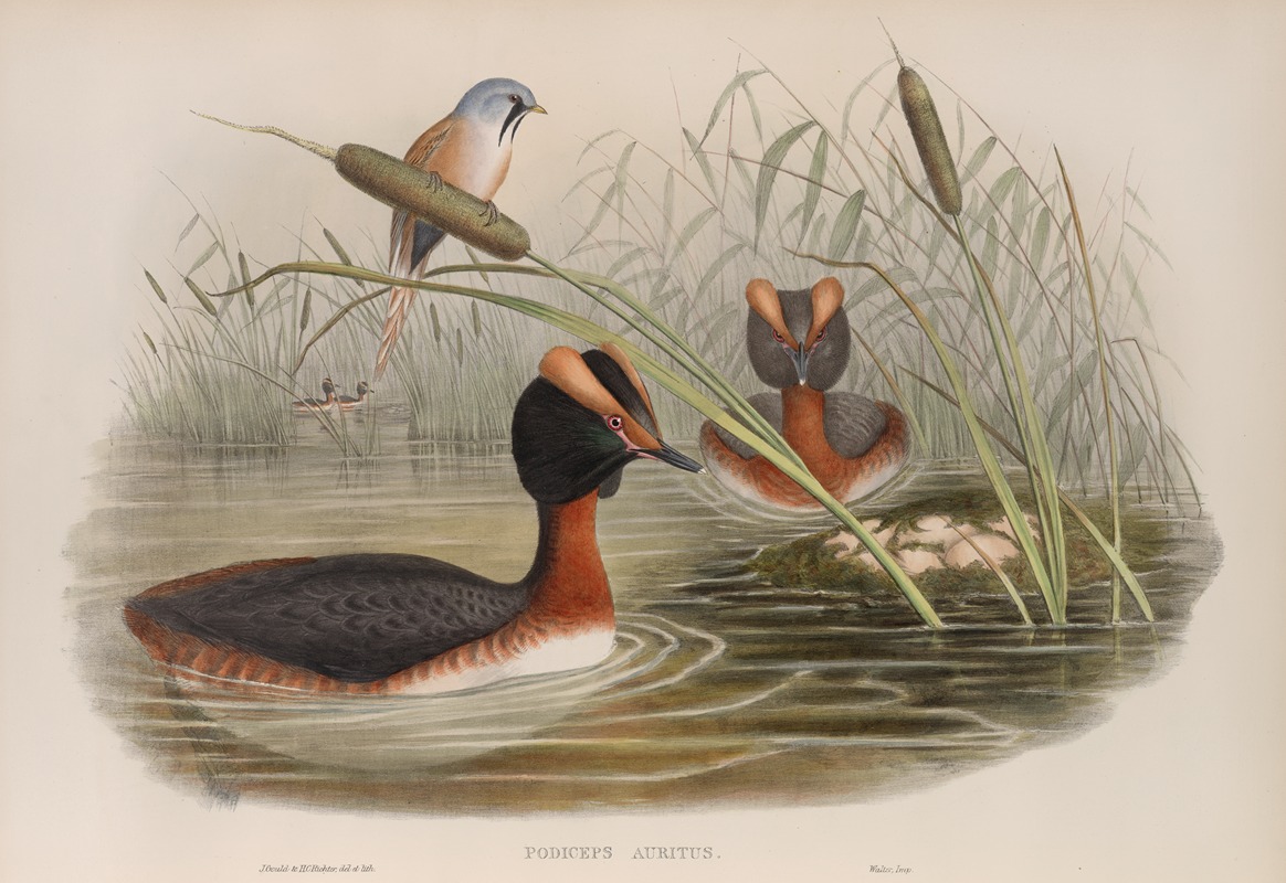 Podiceps auritus. Horned Grebe. by John Gould, 1862-1873 — digital art print download