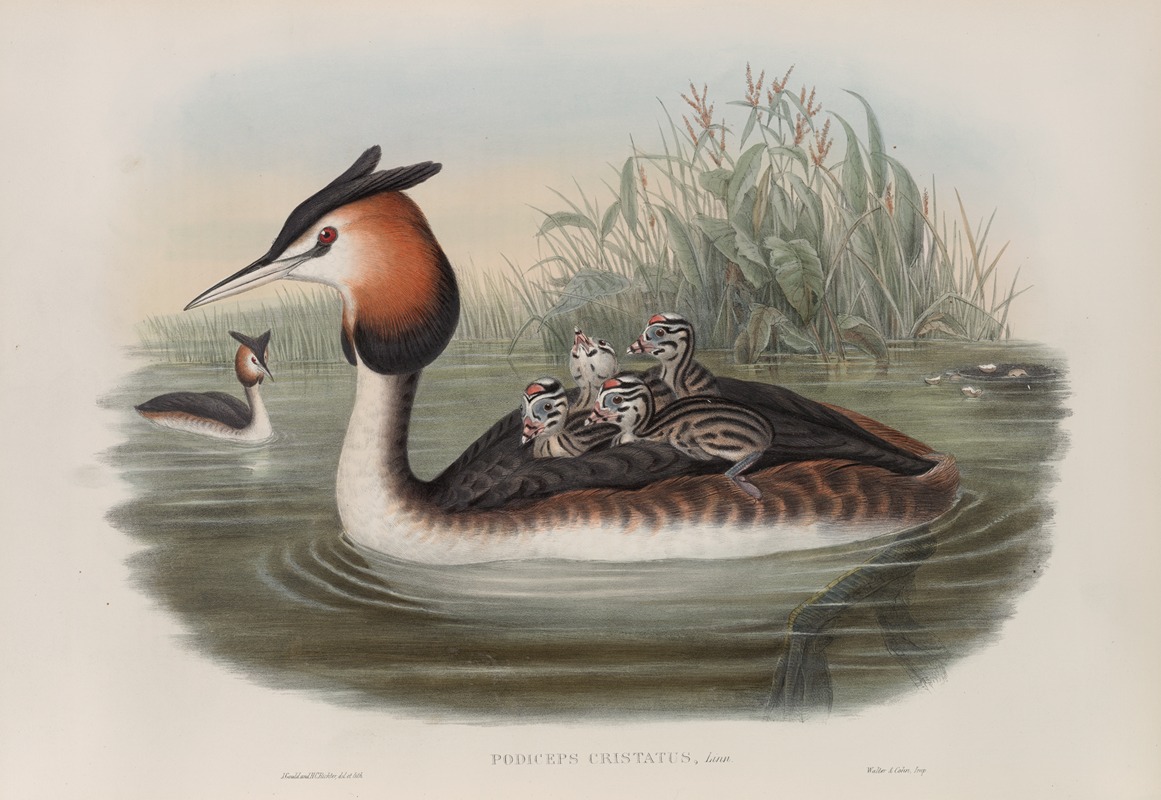 Podiceps cristatus. Great Crested Grebe. by John Gould, 1862-1873 — digital art print download