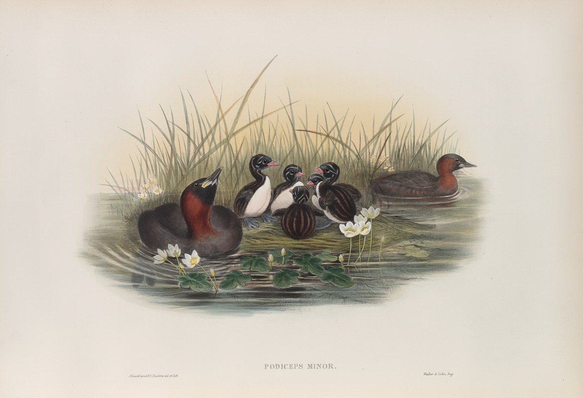 Podiceps minor. Little Grebe, or Dabchik. by John Gould, 1862-1873 — digital art print download