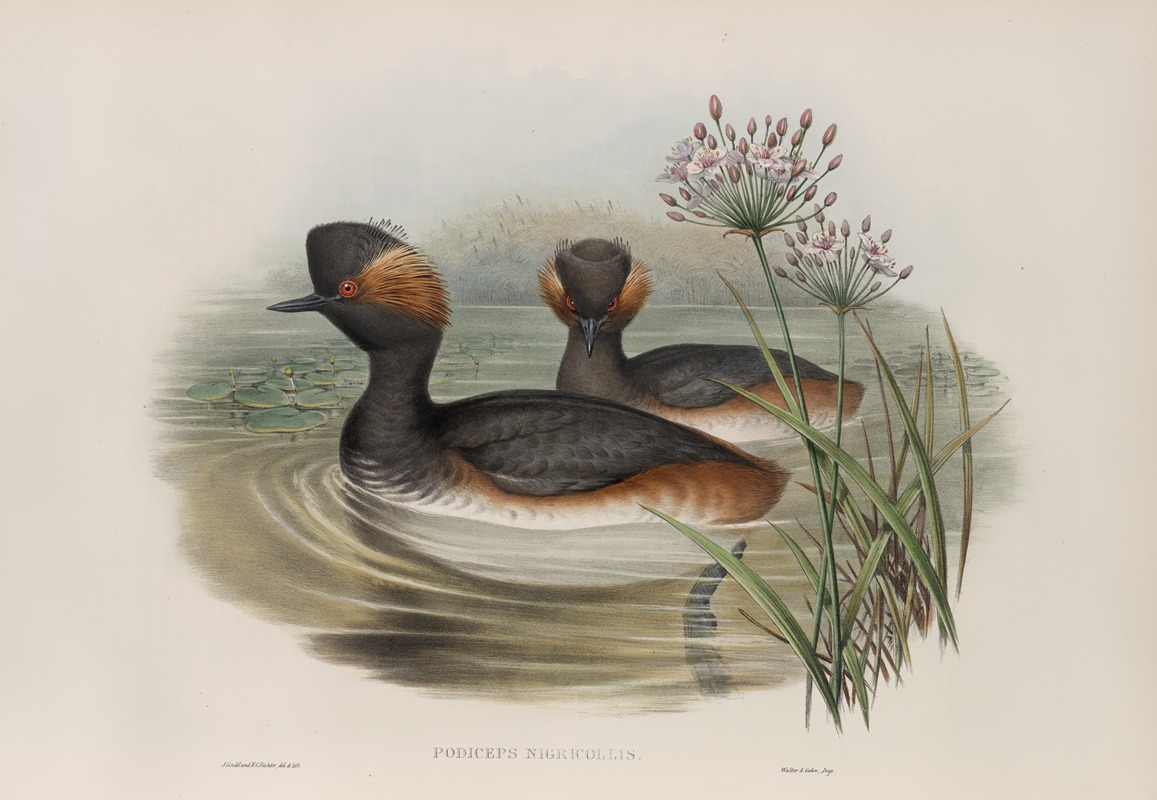 Podiceps nigricollis. Eared Grebe. by John Gould, 1862-1873 — digital art print download