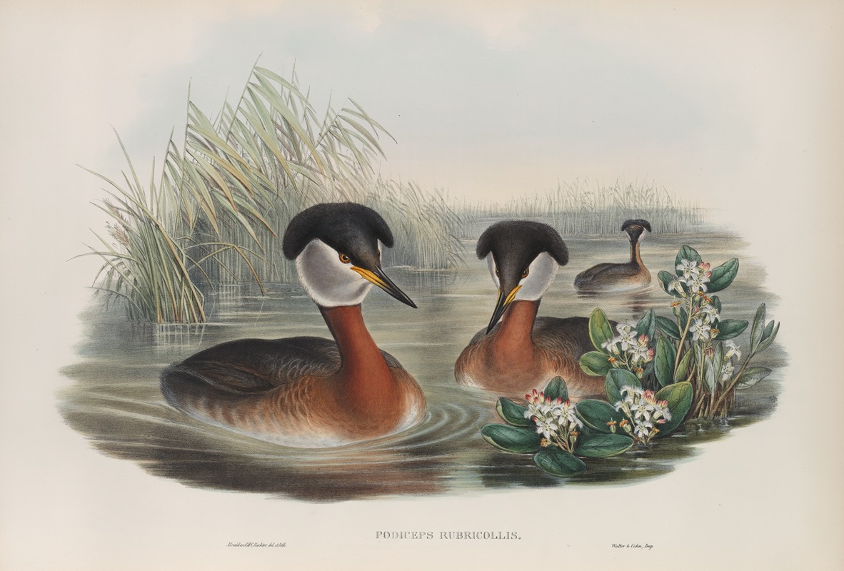 Podiceps rubricollis. Red-necked Grebe. by John Gould, 1862-1873 — digital art print download