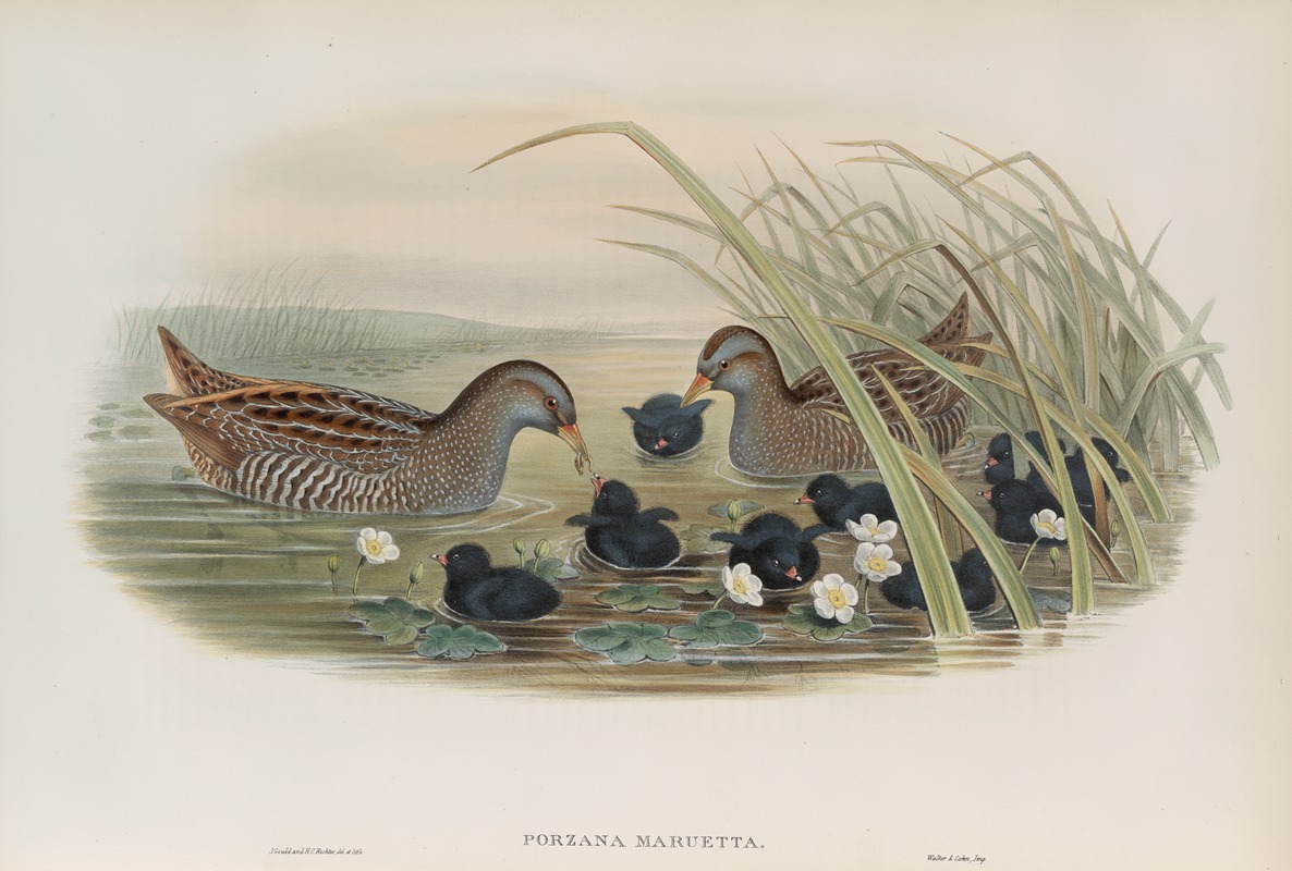 Porzana maruetta. Spotted Crake. — John Gould