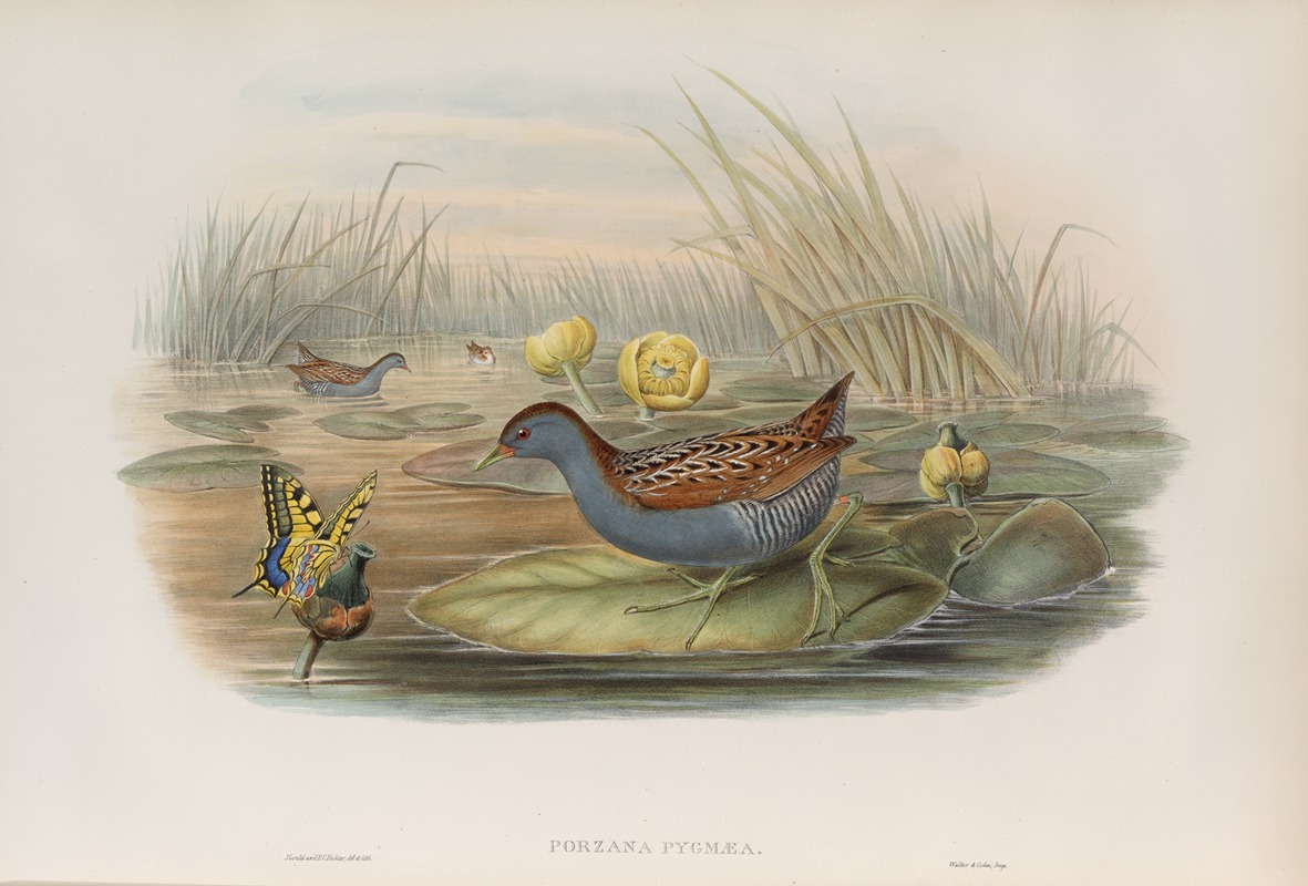 Porzana pygmæa. Baillon's Crake. — John Gould