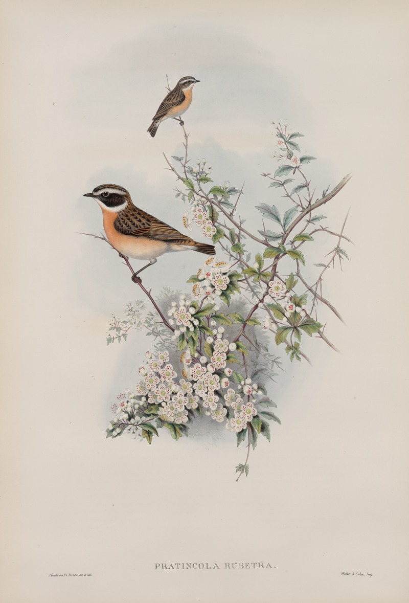 Pratincola rubetra. Whinchat. — John Gould