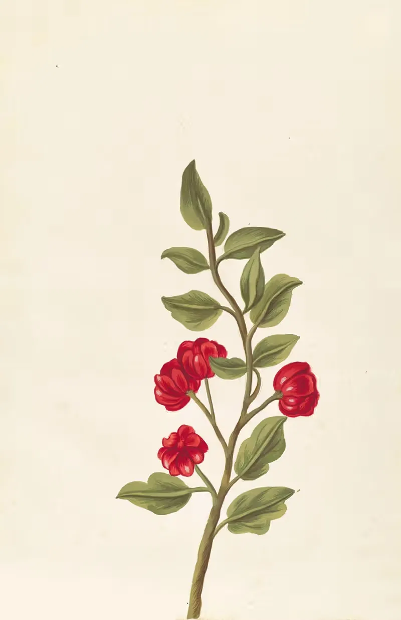 Plantes etrang par Aubriet Pl.063 — Claude Aubriet