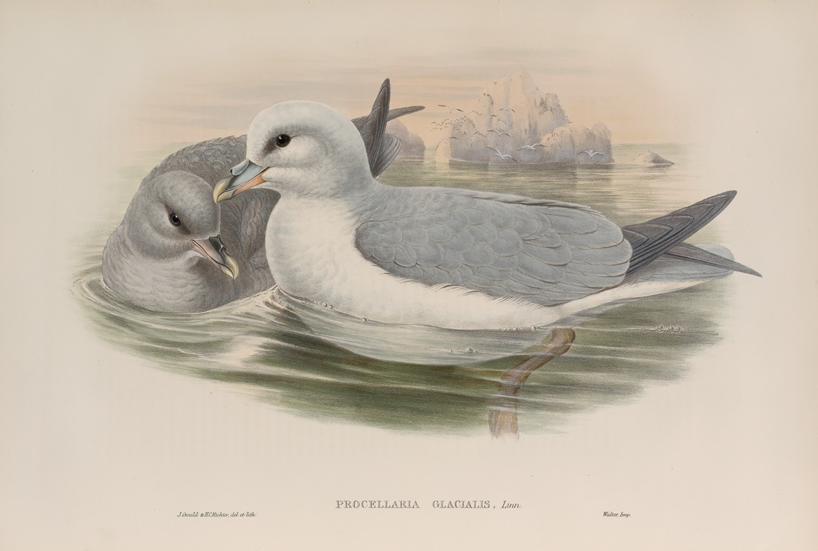 Procellaria glacialis. Fulmar. by John Gould, 1862-1873 — digital art print download
