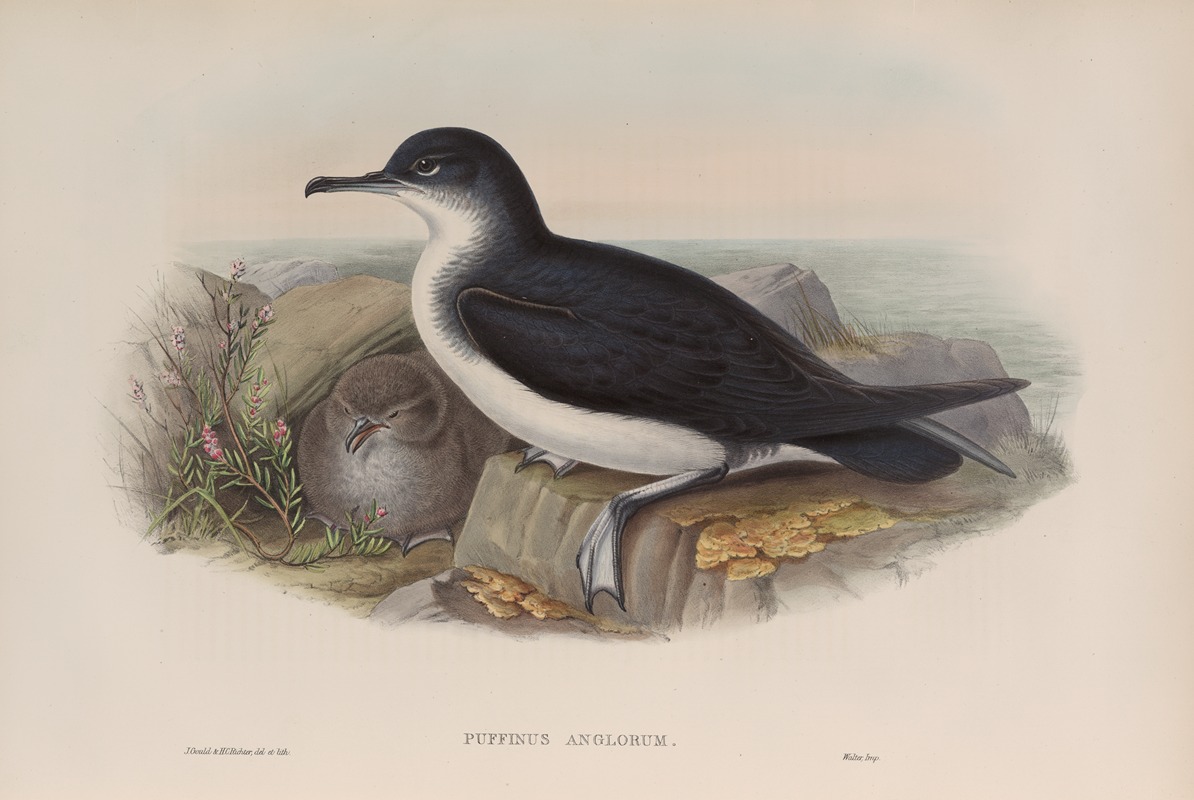 Puffinus anglorum. Manx Shearwater. by John Gould, 1862-1873 — digital art print download