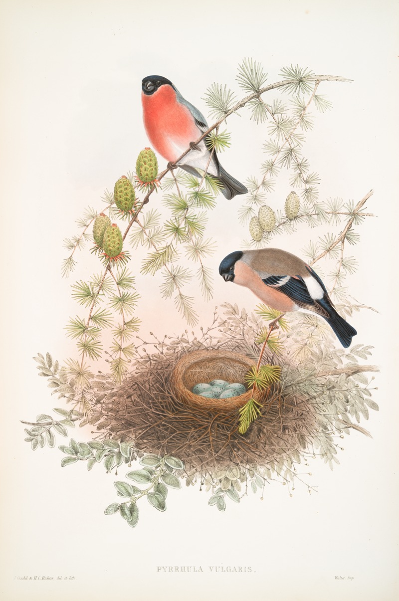 Pyrrhula vulgaris. Bullfinch. — John Gould