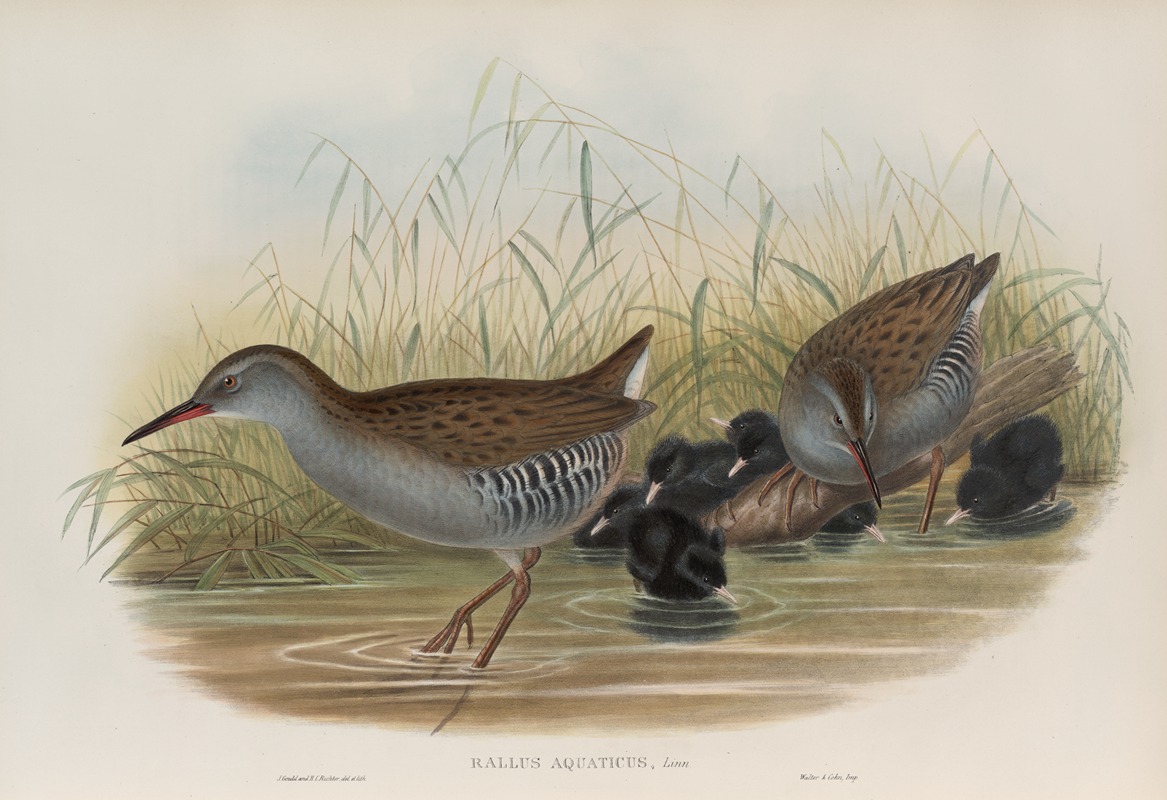 Rallus aquaticus. Water-Rail. by John Gould, 1862-1873 — digital art print download