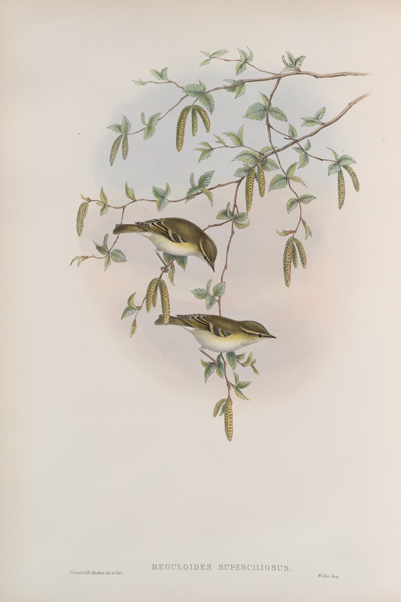 Reguloïdes superciliosus. Yellow-browed Warbler. by John Gould, 1862-1873 — digital art print download