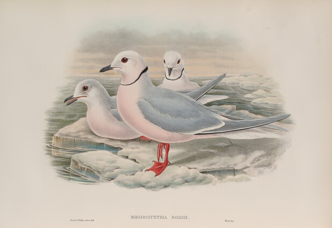 Rhodostethia Rossii. Ross's Gull. — John Gould