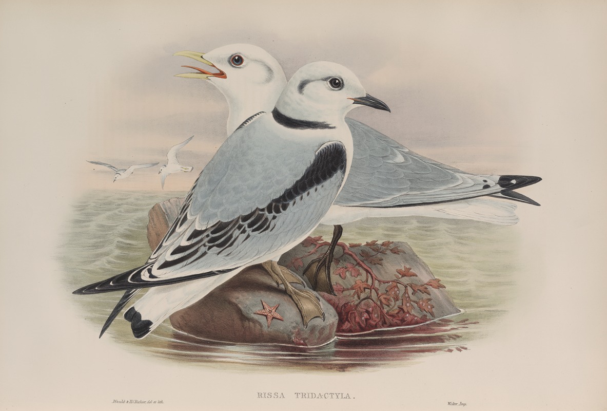 Rissa tridactyla. Kittiwake. by John Gould, 1862-1873 — digital art print download