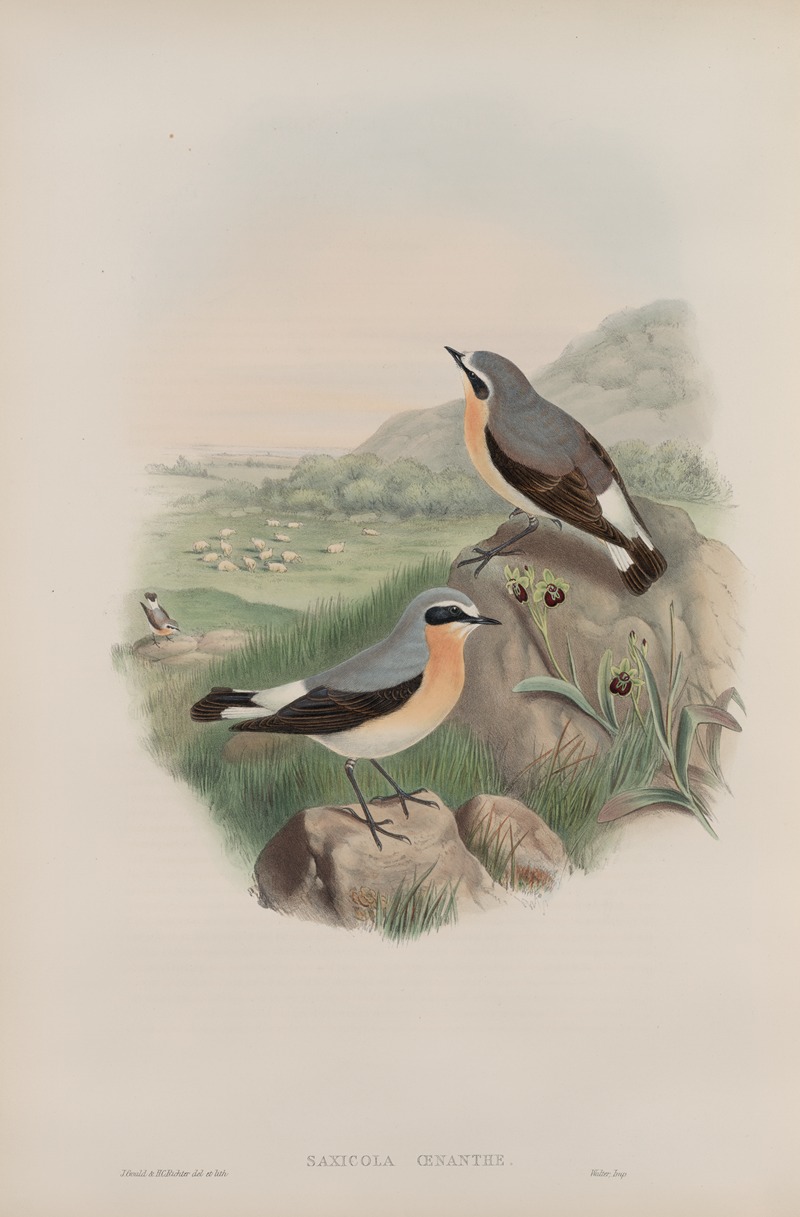 Saxicola oenanthe. Wheatear. by John Gould, 1862-1873 — digital art print download