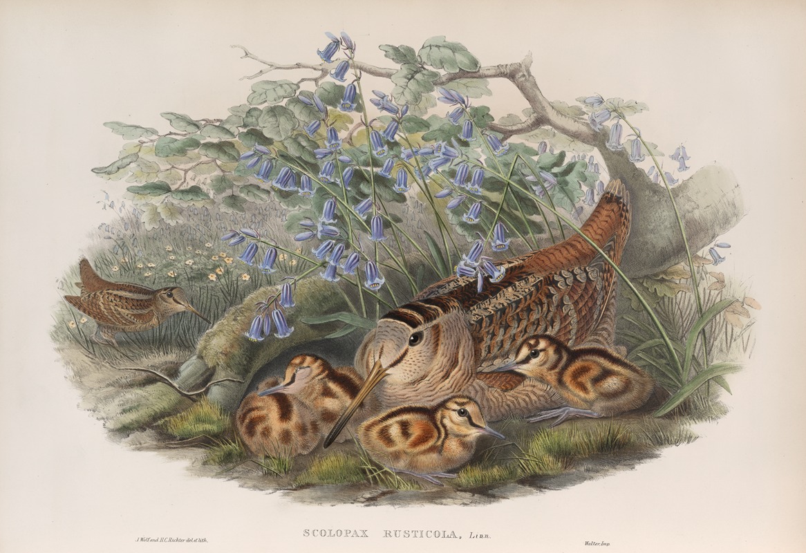 Scolopax rusticola. Woodcock. — John Gould
